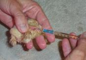 Scientist Suggests Chicken Vaccination To Stop Food Poisoning